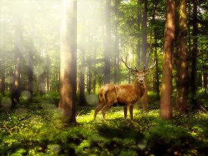 magic-forest-1785325_640